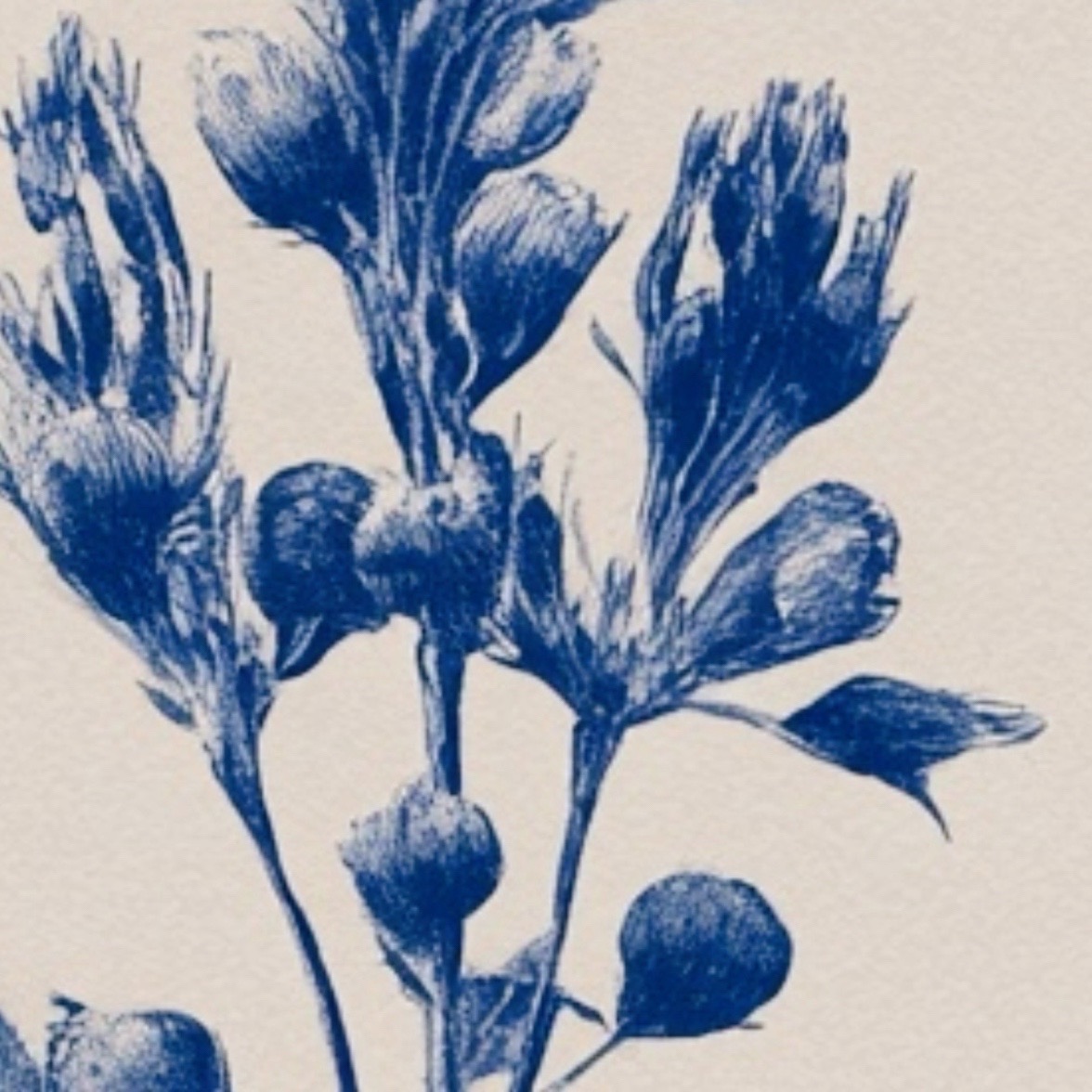 Blue botanical illustration