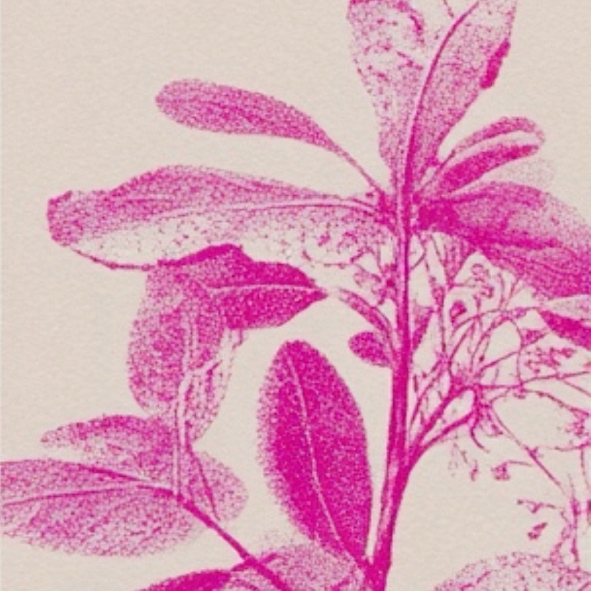 Pink botanical illustration