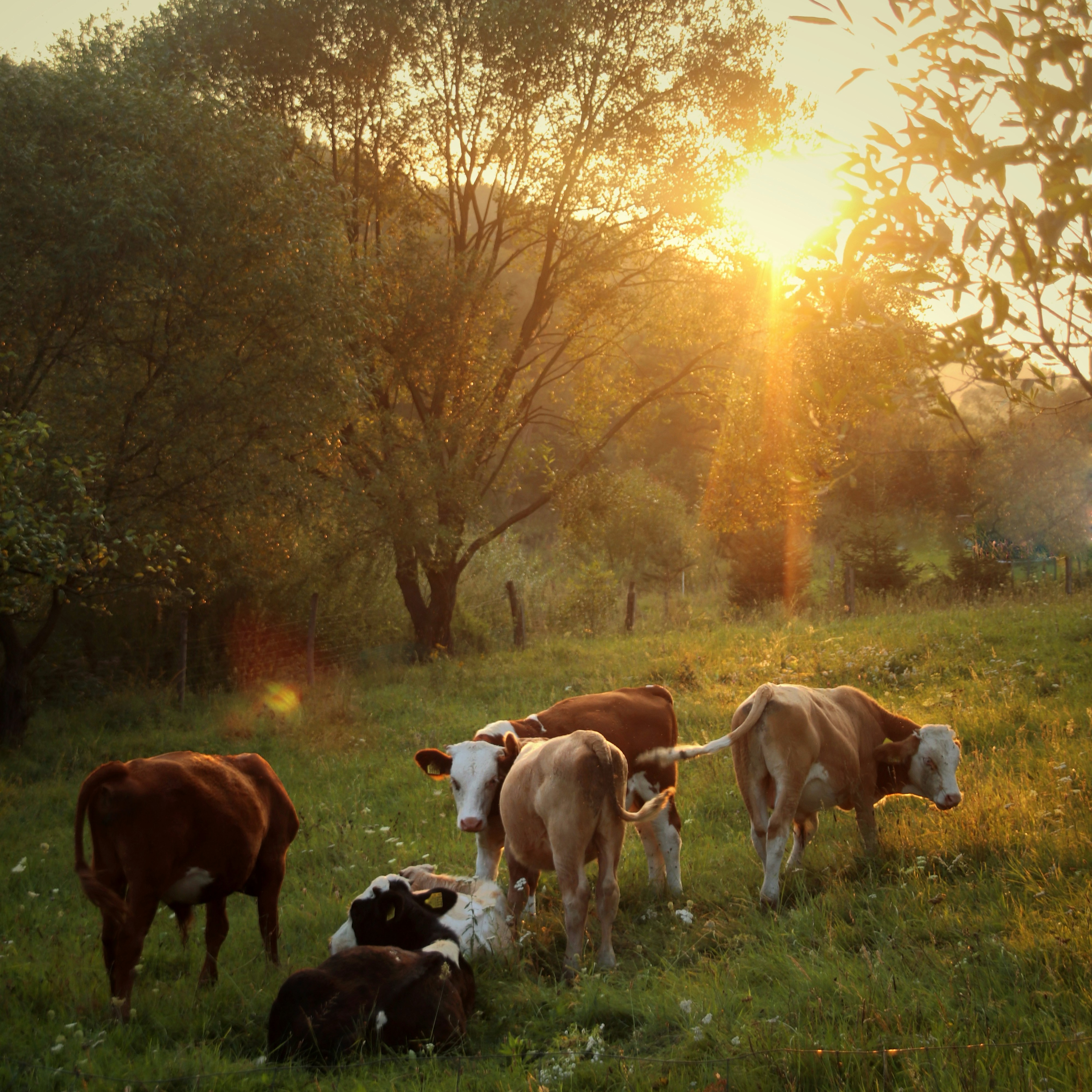 an image of cows in the pasture