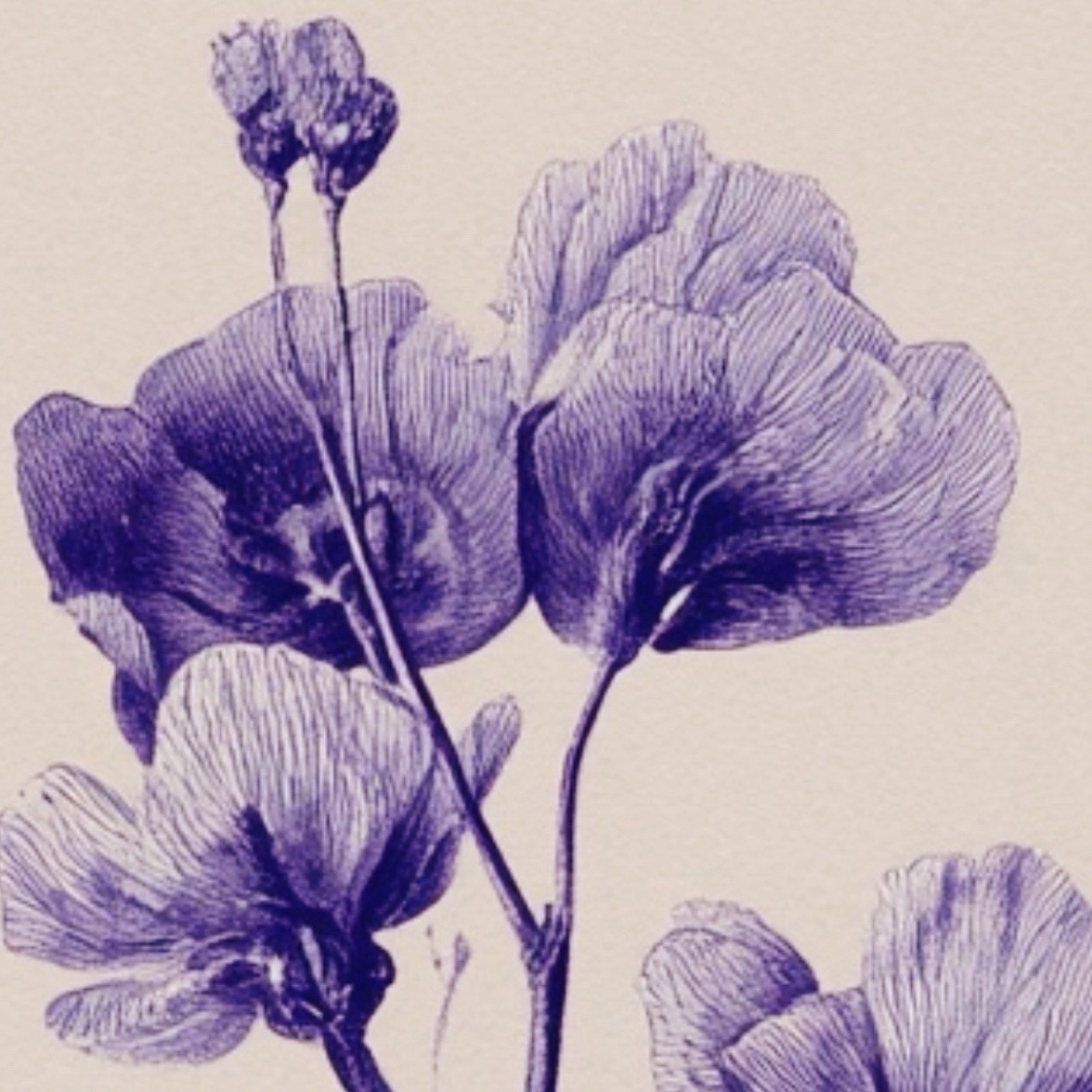 Purple botanical illustration